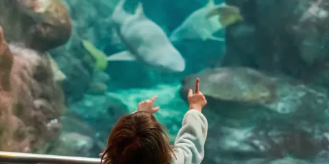 坦帕佛羅里達水族館一般入場門票