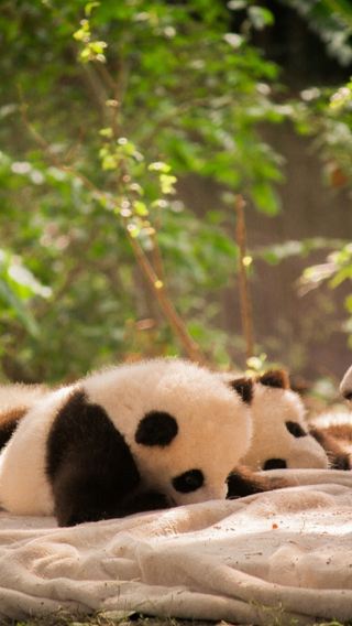 Chengdu Research Base of Giant Panda Breeding + Dujiangyan Day Tour: Tickets+Private Car
