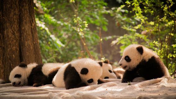 Chengdu Giant Panda Base admission ticket(Adult Ticket) - afternoon session
