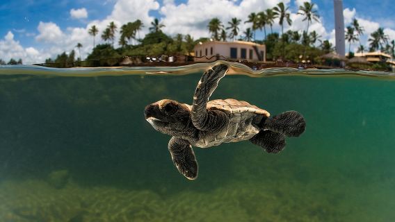 Lawatan Praia do Forte dan Guarajuba, Meninggalkan Salvador-Bahia.