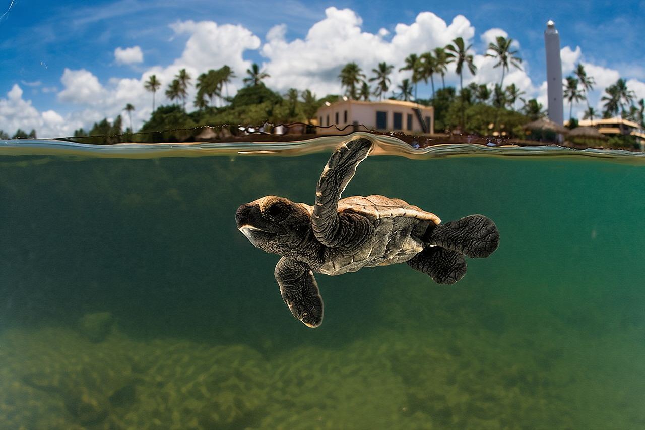 Tour Praia do Forte e Guarajuba, lasciando Salvador-Bahia.