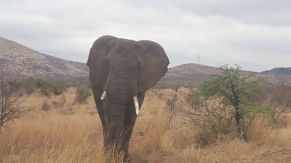 Pilanesberg Game Reserve Guided Day Tour from Johannesburg or Pretoria