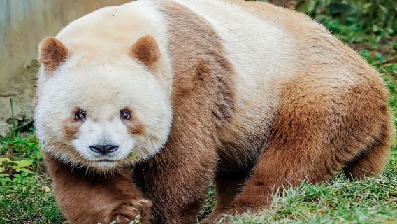 ทัวร์ส่วนตัวครึ่งวันของสวนคุ้มครองสัตว์แพนด้าซีอาน