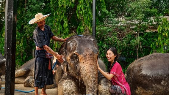 曼谷大象營半日遊【含接送+餵食+洗澡+做鼻通】
