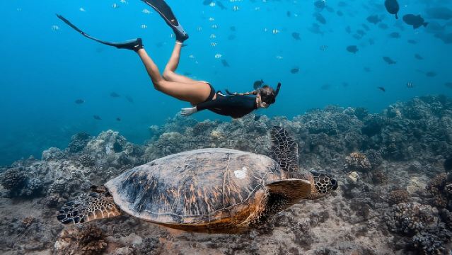 Snorkel en Turtle Canyon: tour en barco semiprivado