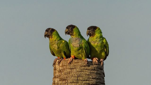 Tour d'observation des oiseaux et de la nature dans le Chaco
