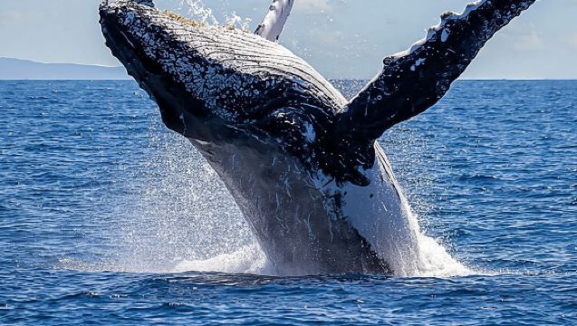 Pribadi Kapal Pesiar di Los Cabos untuk Menonton Paus & Minuman - Hingga 20 Tamu