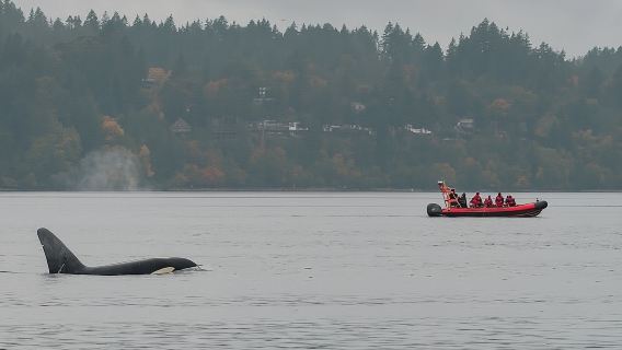 Victoria Winter Whale Watching on a Zodiac Vessel