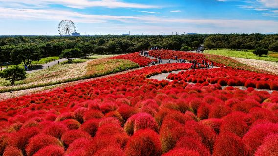 国営ひたち海浜公園 & あしかがフラワーパークツアー（東京発）