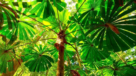 Cairns: Perjalanan Sehari Daintree, Mossman Gorge & Cape Tribulation