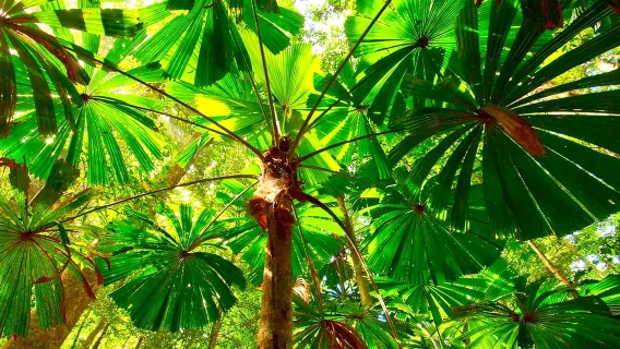 Cairns: Daintree, Mossman Gorge, & Cape Tribulation Day Trip