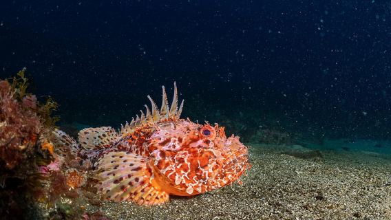 บาร์เซโลนา: คอร์ส PADI Discover Scuba Diving