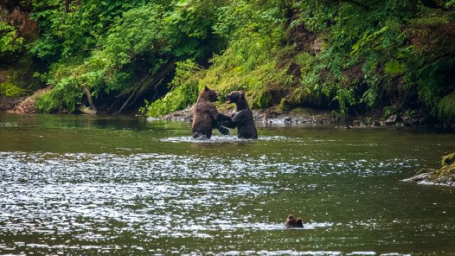 Hoonah: Chichagof Island Brown Bear Search