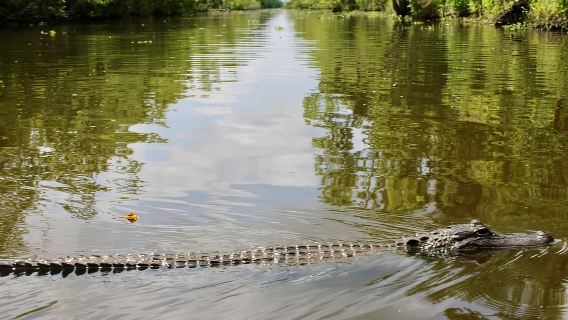 New Orleans: Sumpftour im Premium-Airboat für 6 Personen