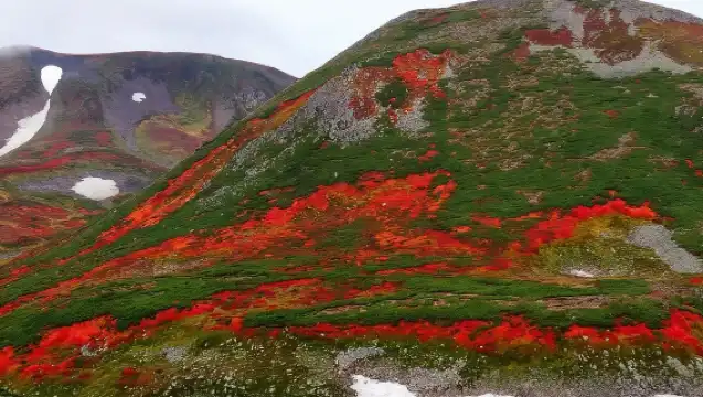 日本富良野青池+旭川市旭山動物園【中文司機/可訂多日】