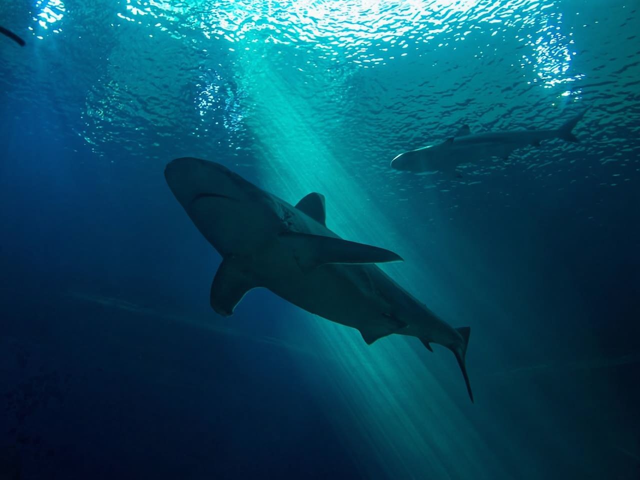 Da Phi Phi: tour di un giorno intero a Maya Bay e snorkeling con longtail boat