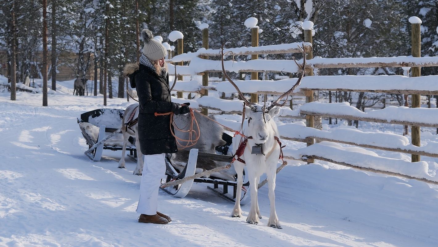 芬蘭薩利色爾卡馴鹿雪橇體驗可選酒店接送