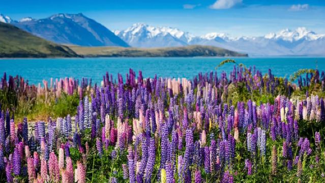 紐西蘭基督城出發|庫克山+特卡波湖+好牧羊人教堂一日遊