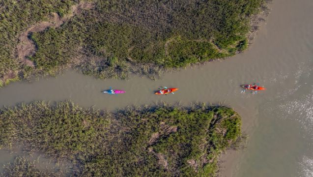 Charleston: Folly Beach Morning Kayak Dolphin Safari