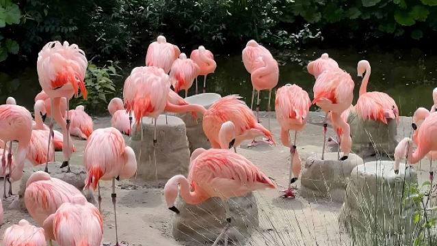 瑞士蘇黎世教堂+瑞士蓮巧克力博物館+動物園 中文包車一日遊