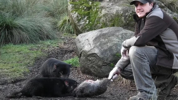 Tour nocturno para observar la alimentación del demonio de Tasmania en Cradle Mountain