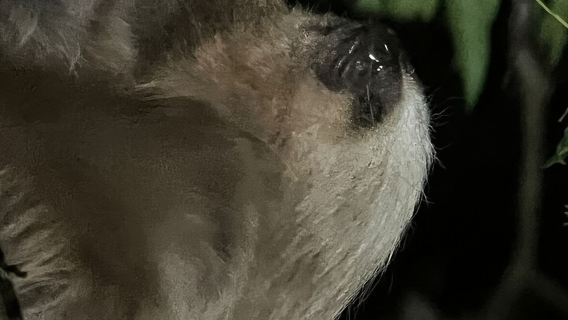 Tour notturno a piedi a Monteverde