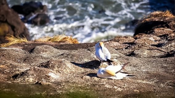 Auckland's Symphony of Land and Sea: Piha's Surging Waves, Muriwai Gannet Colony's Graceful Dance, and Mount Eden's City Panorama - A Day of Discovery