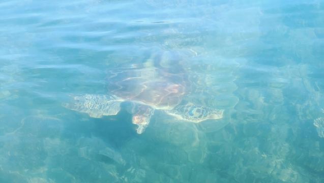 ทัวร์พายเรือคายัคชมเต่าทะเลจากปาล์มโคฟ