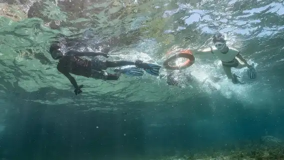 Bohol: Napaling Snorkeling Half-Day Tour | Sardine Storm Shuttle Experience