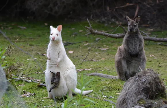 荷伯特出發布魯尼島全日導覽團