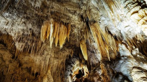 Waitomo Caves & Rotorua - Te Puia Small-Group Tour from Auckland Day Tours