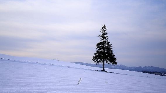 【美英/富良野】包車一日遊！