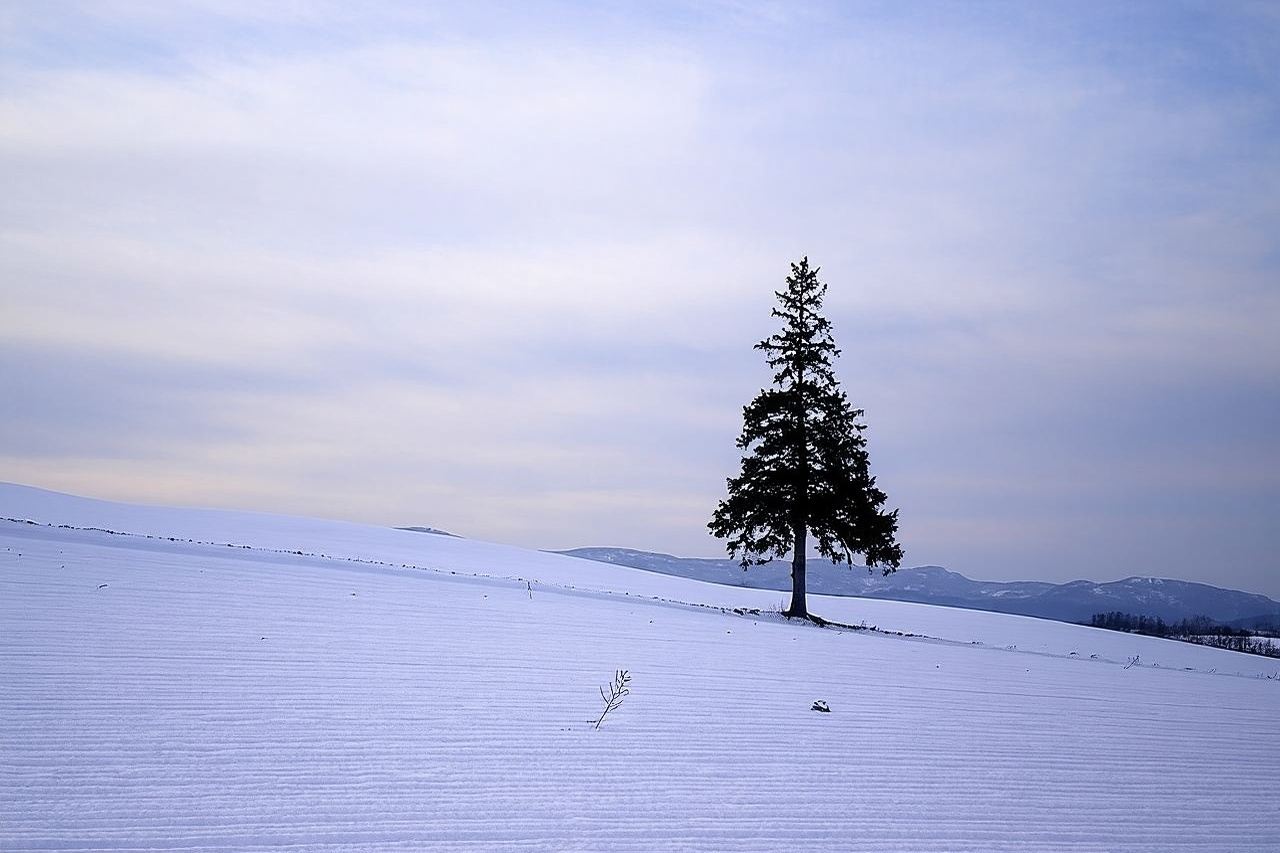 [비에이/후라노] 자가용으로 당일치기 관광!