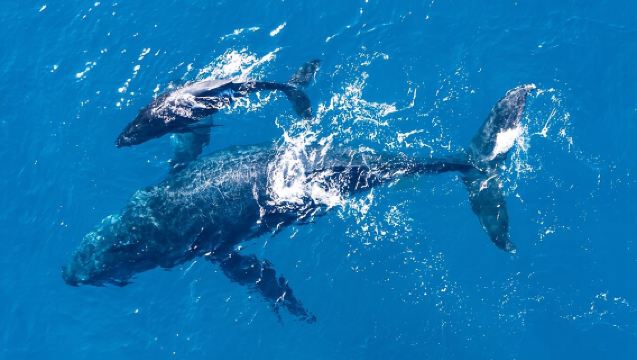 Lagos: Delfines y Cuevas de Benagil - Catamarán con biólogo marino