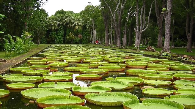 All inclusive Full-Day North of Mauritius Private Tour with lunch