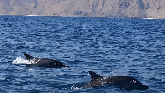 Dolphin Watching in Muscat