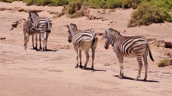 Mpumalanga: Full Day Tour with Lisbon and Berlin Falls