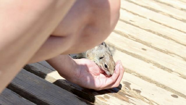 Fuerteventura: Calderón Hondo Volcano Tour