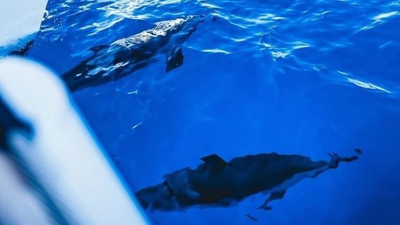 Maalaea: West Maui Snorkeling & Sailing Day Trip with Lunch