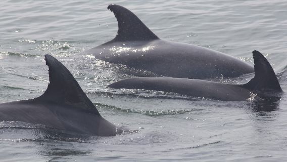 Cape May: Scenic Whale and Dolphin Watching Cruise
