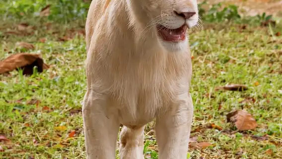 雪蘭莪州:國家動物園電子門票