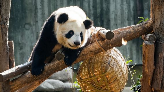 Lawatan Separuh Hari Chengdu: Kursus Pengalaman Pakar Pemakanan Panda Gergasi di Pusat Penyelidikan Chengdu