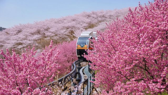 Early Bird Discount: Exclusive Cherry Blossom Viewing in Korea|Hwadamsup Day Tour|Depart From Seoul