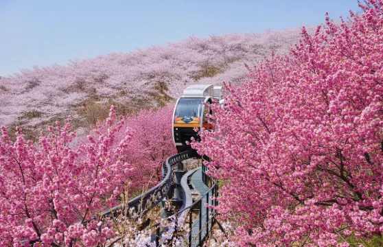 早鳥 2026韓國賞櫻限定 |和談林 一日遊|首爾出發