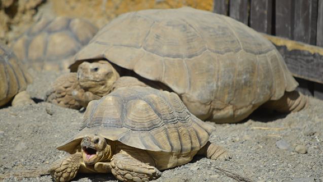 Torremolinos: Entreekaart voor Crocodile Park