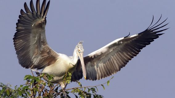 Prek Toal Birds Sanctuary and floating Village Private Day Tour