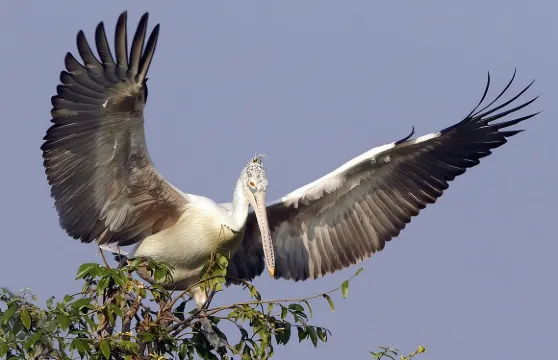 普雷克托爾鳥類保護區和水上村莊私人一日遊
