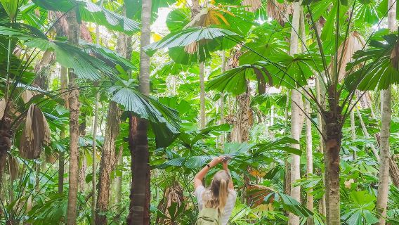 CairnsTours