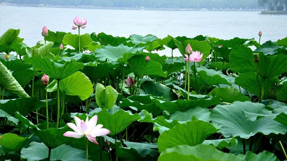 Tour riêng tham quan thành phố Tế Nam bao gồm Công viên suối Baotu, Hồ Daming và nhiều địa điểm khác