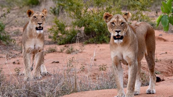 Half day wildlife tour to Nairobi National Park Game Drive with Pickup/Drop off